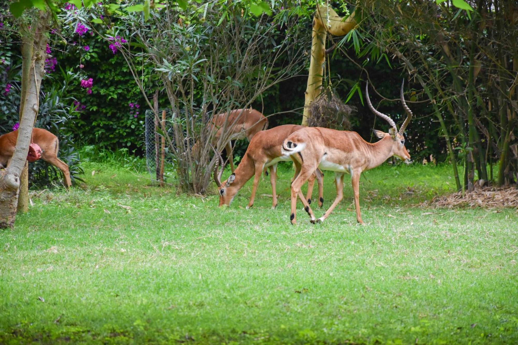 Hotel Lukenya Getaway Athi River Exteriér fotografie