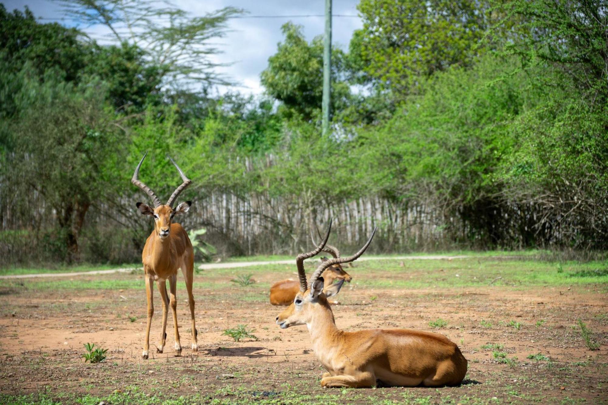 Hotel Lukenya Getaway Athi River Exteriér fotografie