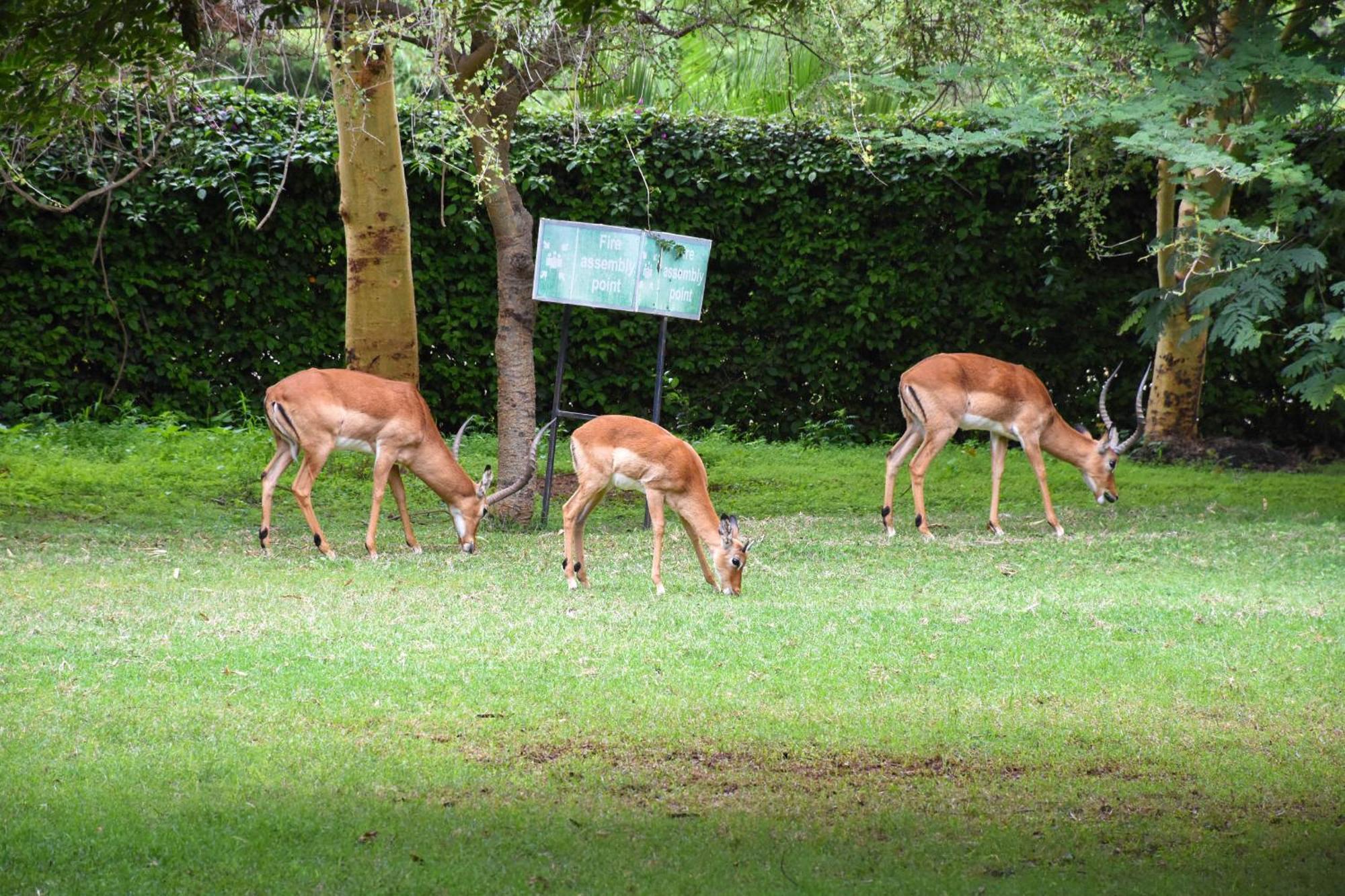 Hotel Lukenya Getaway Athi River Exteriér fotografie